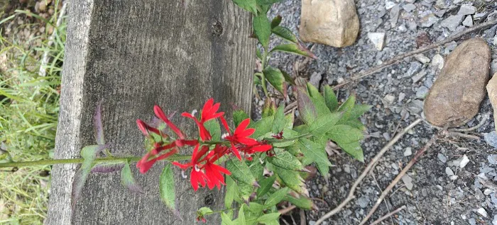 Beartree Recreation Area Picture 1