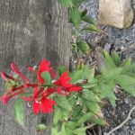 Beartree Recreation Area