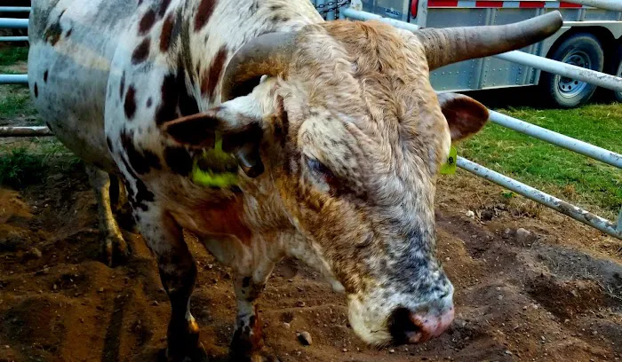 Tough Enough Rodeo and Campground Picture 10