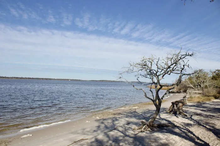 Carolina Beach State Park Campground Picture 9