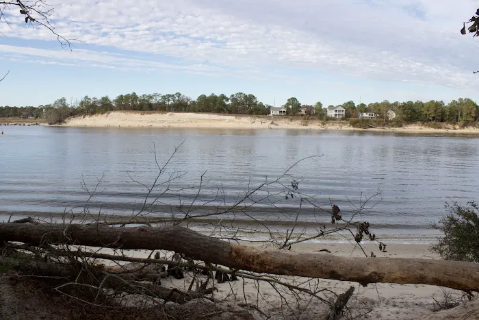 Carolina Beach State Park Campground Picture 6