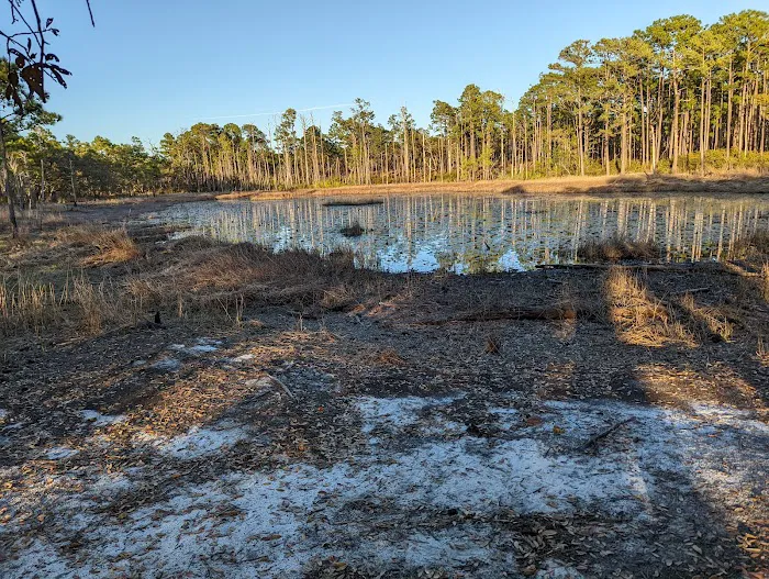 Carolina Beach State Park Campground Picture 4