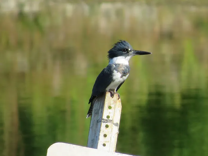 Enon Beach Recreation Park Picture 4