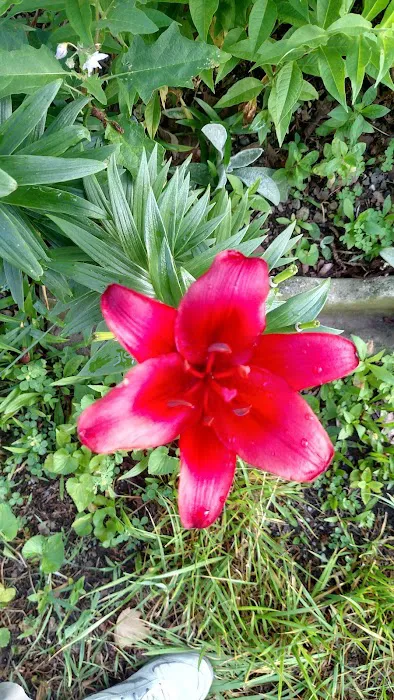 Enon Beach Recreation Park Picture 7