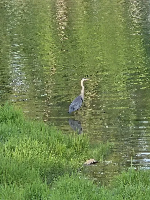 Tara Villa Campground & Marina Picture 8