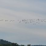 White Oak Creek Marina & Campground