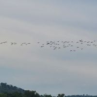 White Oak Creek Marina & Campground ico