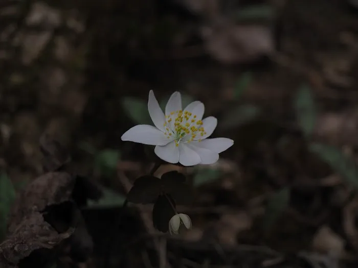 Clear Creek Campground Picture 5