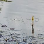 Hoffman Wildlife Turnoff