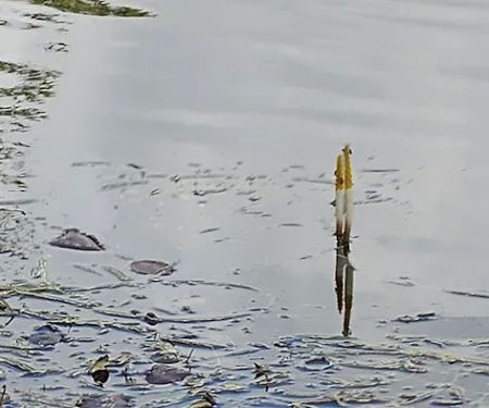 Hoffman Wildlife Turnoff