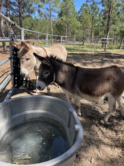 Idlewild Farm Stays Picture 8