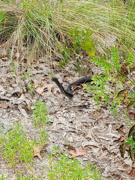 Sandhills campground b Picture 5