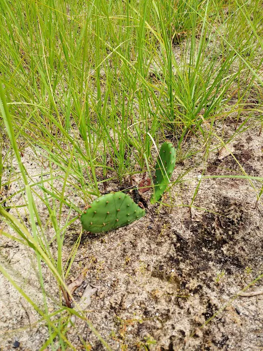 Sandhills campground b Picture 9
