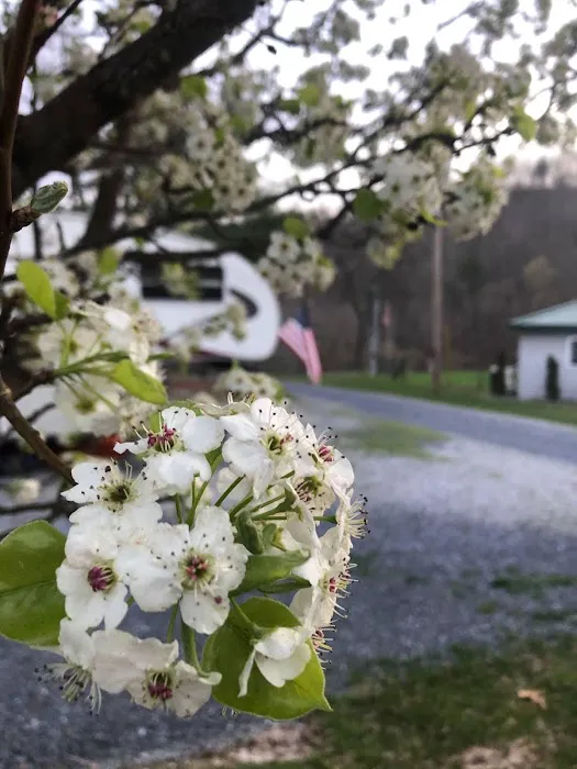 Callebs Cove Camp Ground Picture 1