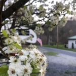 Callebs Cove Camp Ground