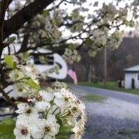 Callebs Cove Camp Ground ico