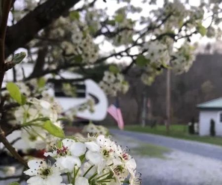 Callebs Cove Camp Ground