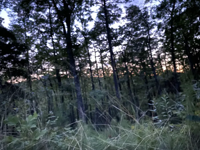 Little River Backcountry Campground Picture 3