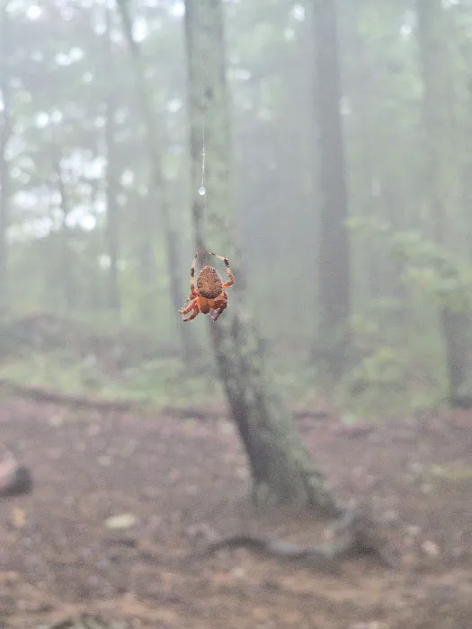 Little River Backcountry Campground Picture 4