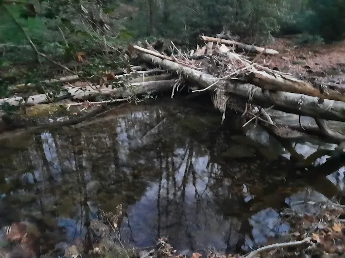 Shinny Creek Backcountry Campground Picture 2