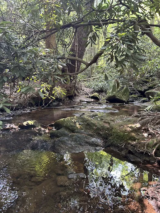 Jacob Branch Backcountry Campground Picture 4