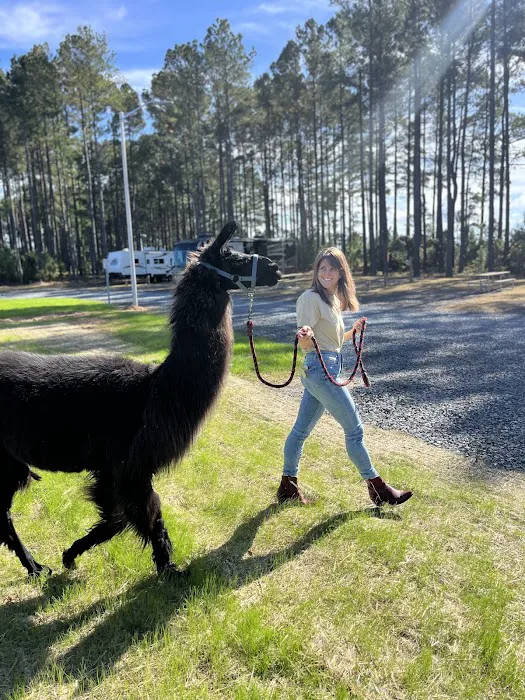 In The Pines RV & Cabin Village Picture 1