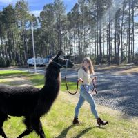 In The Pines RV & Cabin Village ico