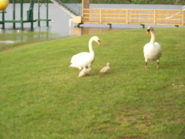 Detroit / Ann Arbor KOA Holiday Picture 4