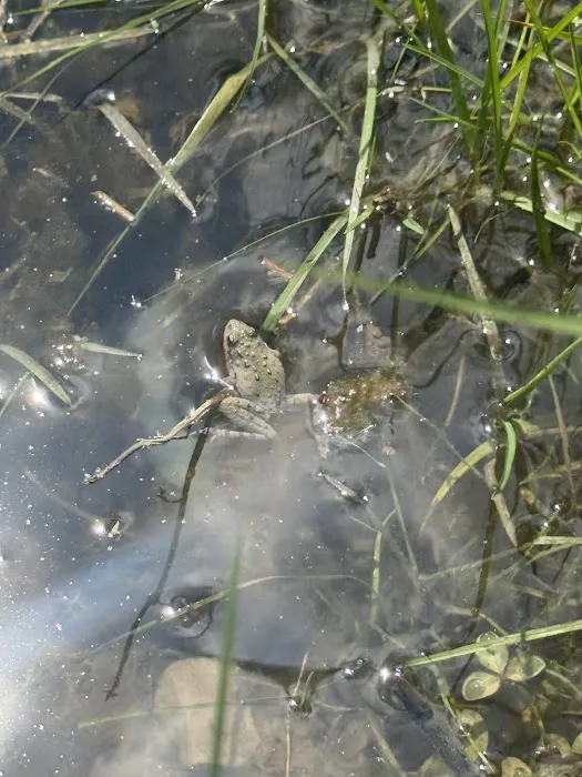 Pine Cove Campground Picture 9