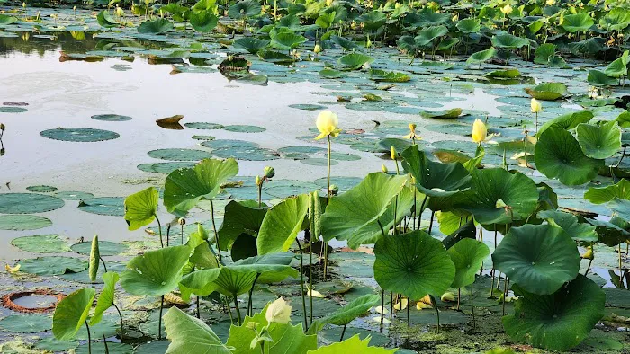 Cowan Lake State Park Campgrounds & Cabins Picture 4
