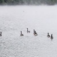 Grapevine Campground ico