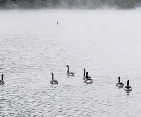 Grapevine Campground