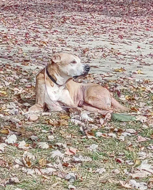 Green Meadows Campgrounds Picture 5