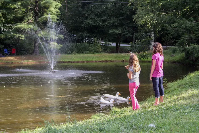 Honey Bear Campground Picture 10