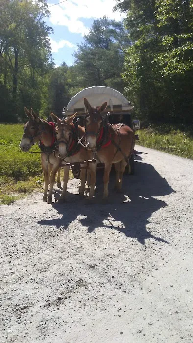 Mortimer Campground Picture 8