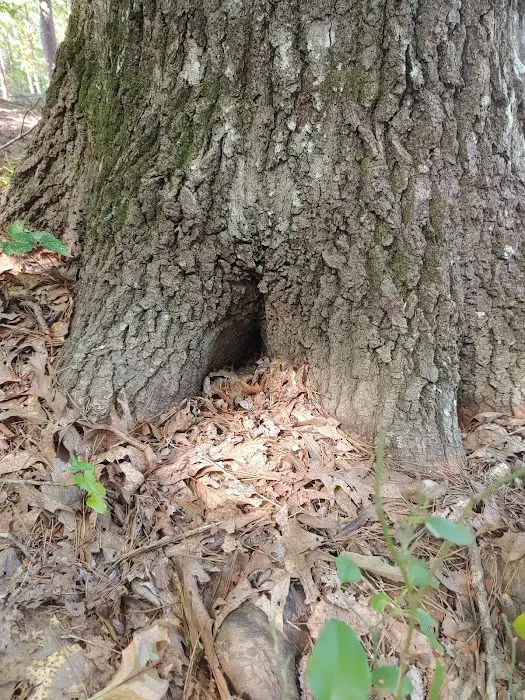 Kings Mountain Campground Picture 4