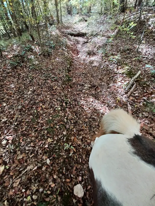 Kings Mountain State Park Equestrian Campground Picture 4