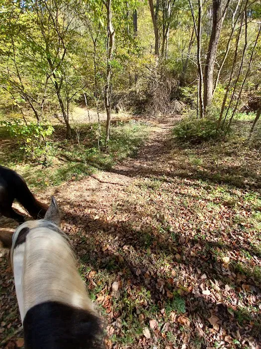 Kings Mountain State Park Equestrian Campground Picture 6