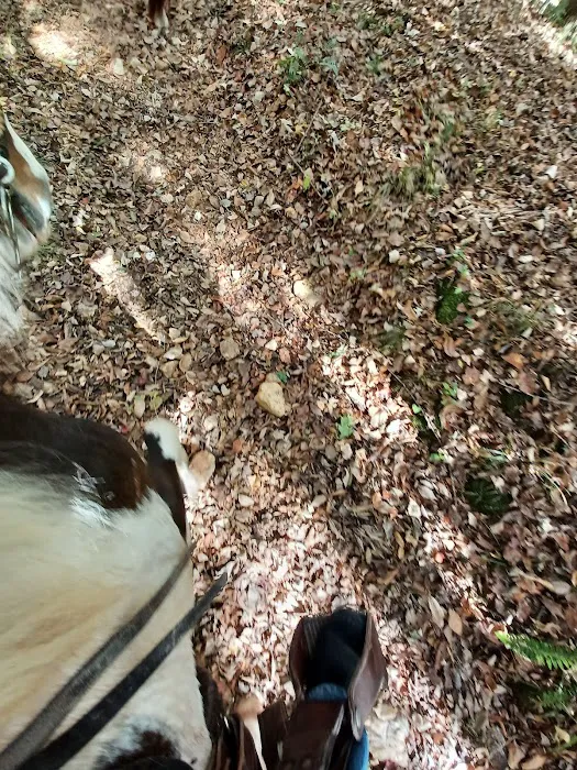 Kings Mountain State Park Equestrian Campground Picture 8