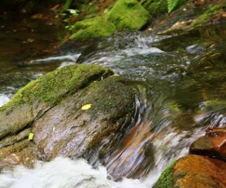 Paddy's Creek Campground