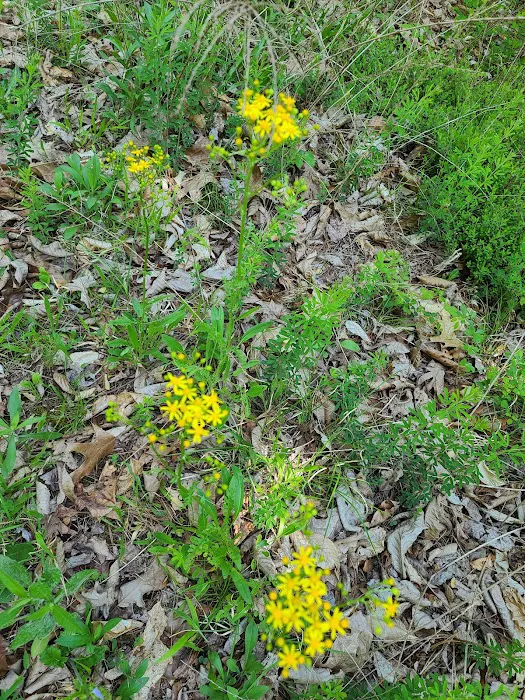 Little Oak Campground Picture 7