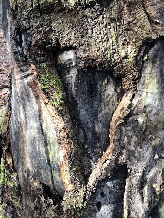 Bark Camp Recreation Area Picture 10