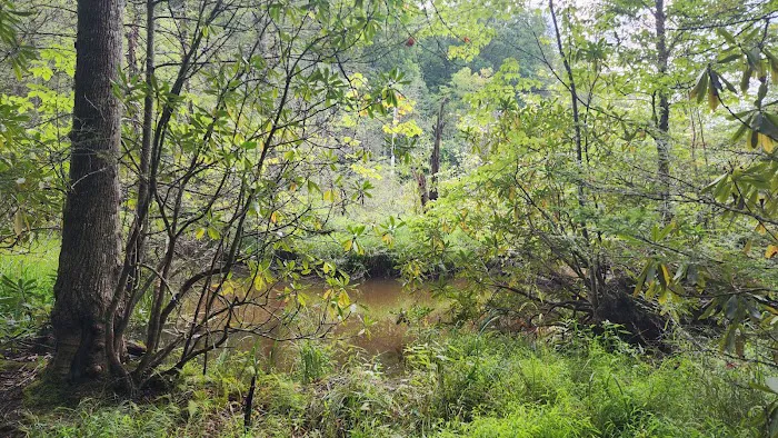 Bark Camp Recreation Area Picture 1