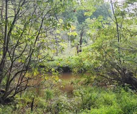 Bark Camp Recreation Area
