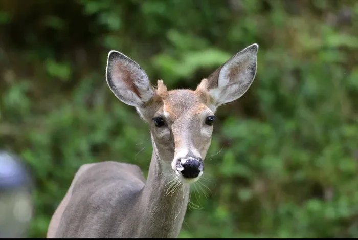 Thunder River Campground Picture 8