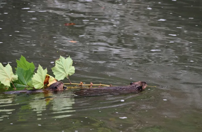 Thunder River Campground Picture 9