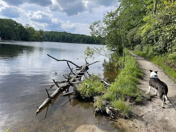 Julian Price Campground Picture 5