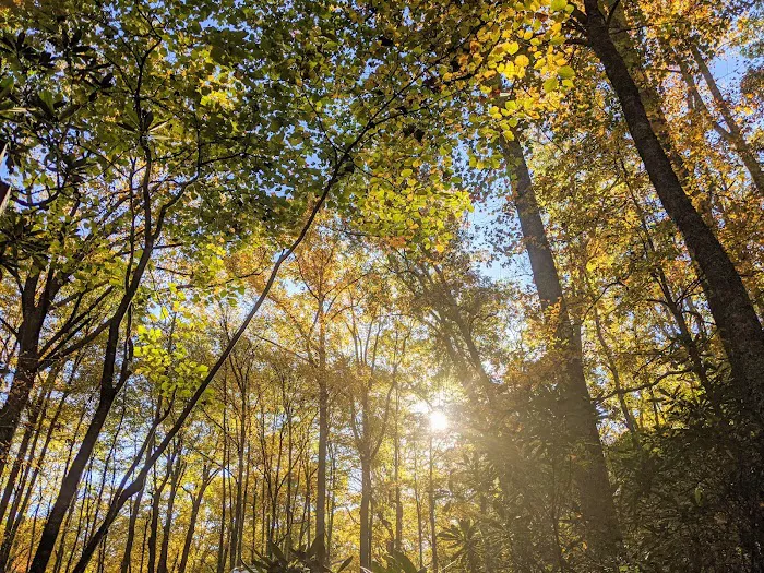 Julian Price Campground Picture 3