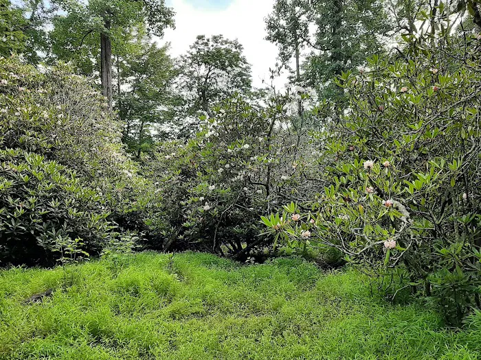 Julian Price Campground Picture 7