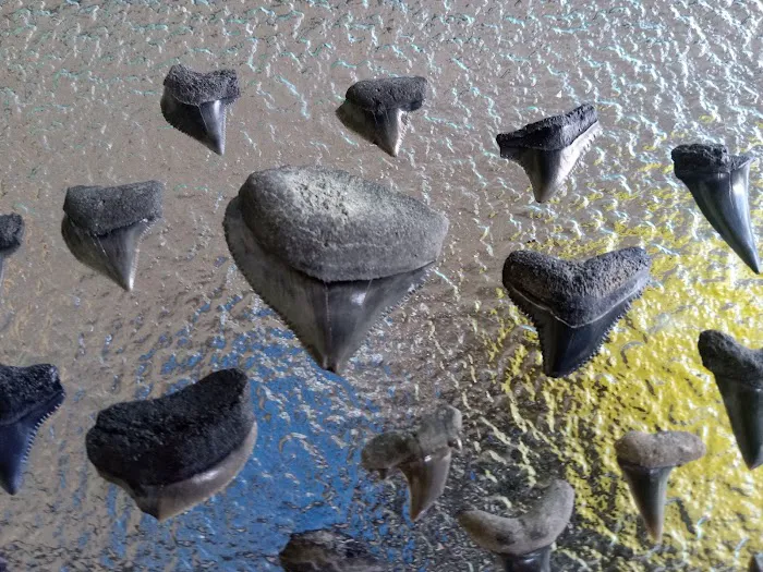 Ocean Aire Travel Park Picture 3